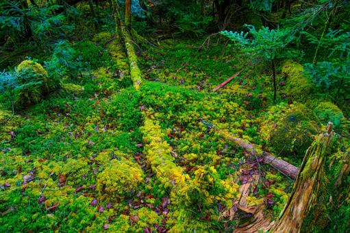 白駒池苔生す森 白駒池苔生す森 白駒池,長野県,苔の写真素材
