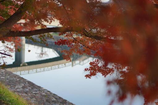 宇治川の紅葉 紅葉,宇治川,橘橋の写真素材