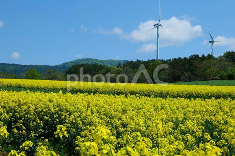 作付面積日本最大級、横浜町の菜の花畑。横浜、青森、日本。５月中旬。 菜の花,アブラナ,菜花の写真素材