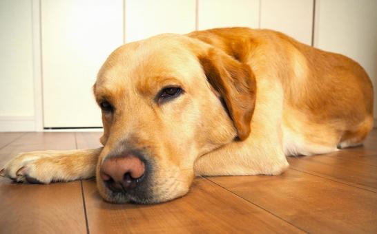 家でくつろぐラブラドールレトリーバー4 家でくつろぐラブラドールレトリーバー4 動物,ペット,犬の写真素材