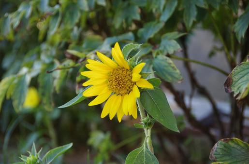 ひまわりの写真