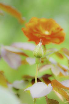 可憐な秋薔薇 可憐,秋,薔薇の写真素材