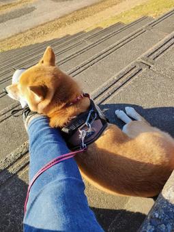 お散歩であご乗せ休憩する柴犬! お散歩であご乗せ休憩する柴犬! 犬,シバ,柴犬の写真素材