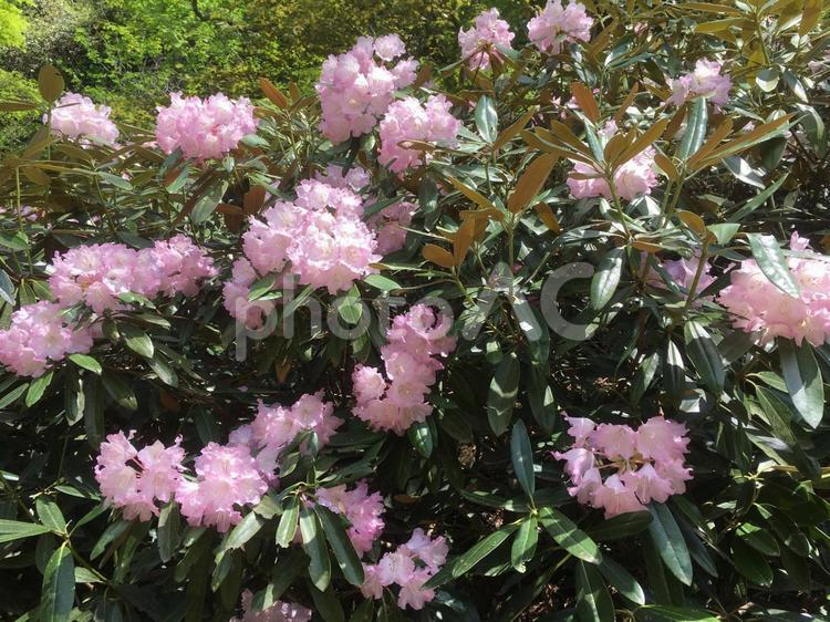 しゃくなげ しゃくなげ,石楠花,花の写真素材