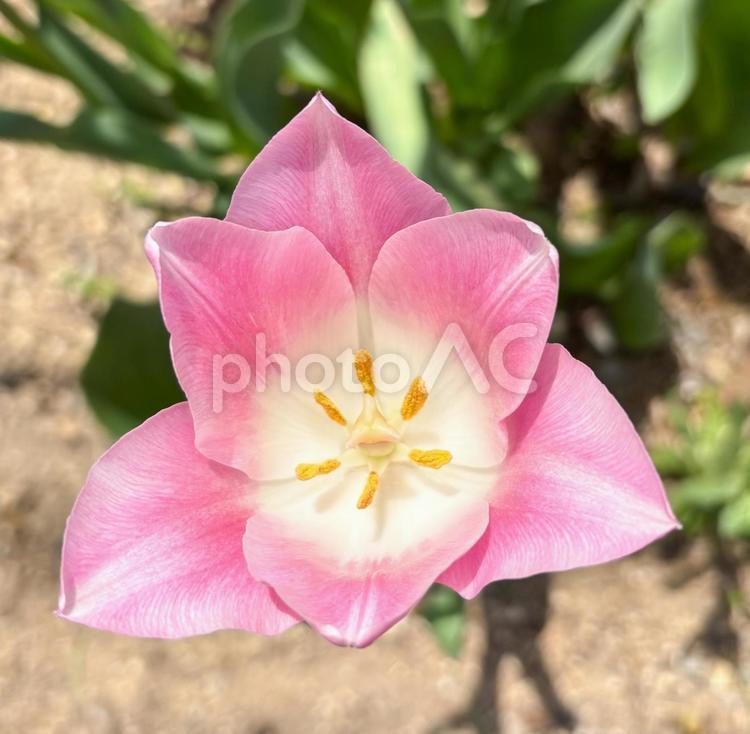 鮮やかなチューリップ、上から見た花の世界 チューリップ,花,春の写真素材