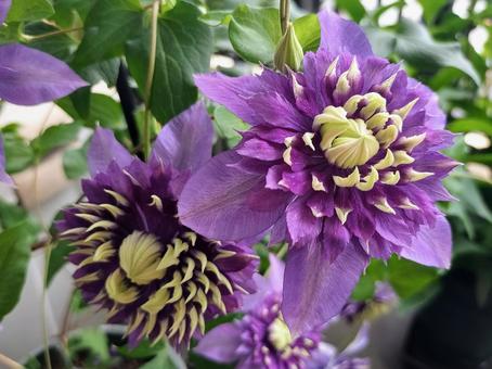 ベランダのクレマチス・大河の写真