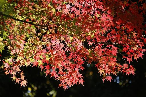 紅葉 紅葉,秋,もみじの写真素材