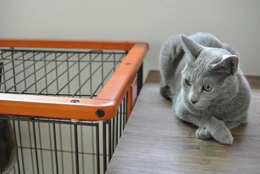 Photo, cat, russian blue, cage, 