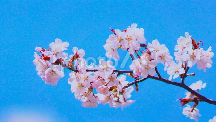 春一番 花,空,青空の写真素材