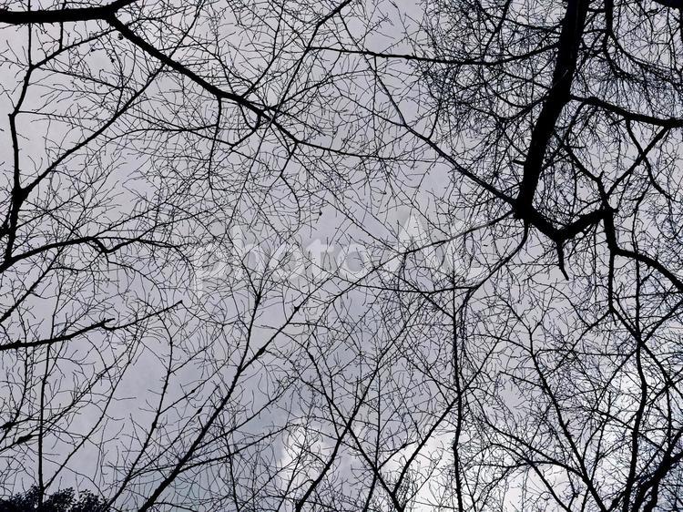 冬枯れのイメージ素材 影絵,枯れ木,冬枯れの写真素材