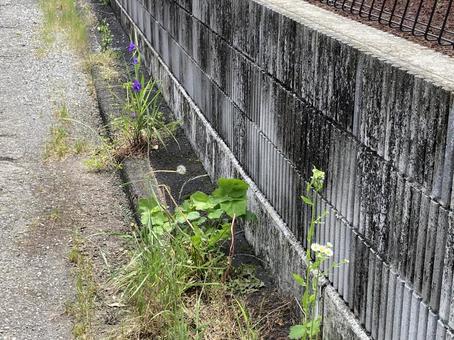 コンクリートと雑草 コンクリートと雑草の写真