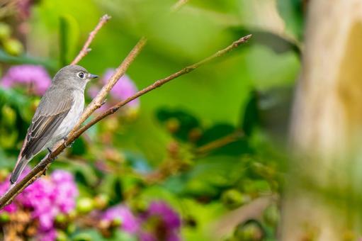 枝にとまるコサメビタキ・コピースペースの写真