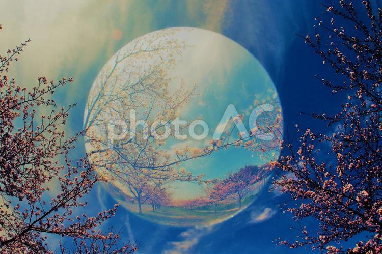 ガラス玉のさくら 桜,ガラス玉,4月の写真素材