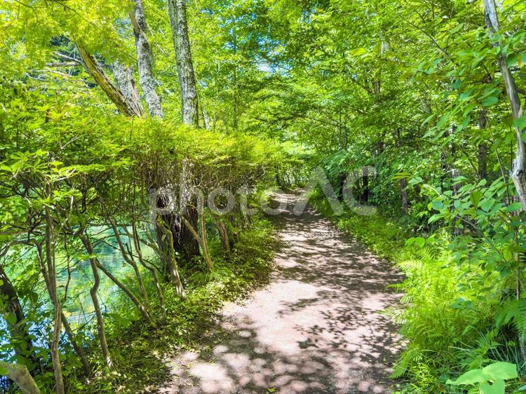 木陰の道を歩いて｜軽井沢の夏 軽井沢,森林,木漏れ日の写真素材