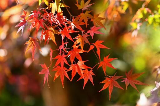 紅葉 紅葉の写真