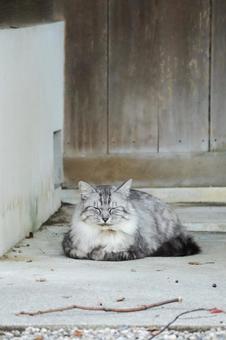 サバトラ猫 猫,野良猫,サバトラの写真素材