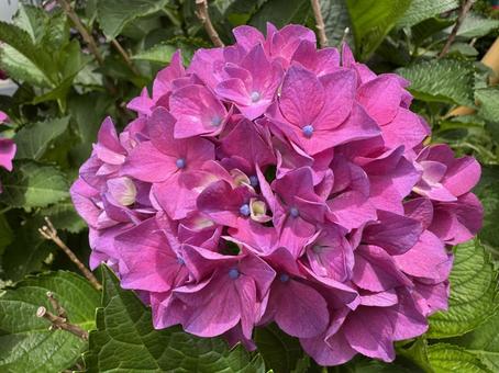 Hydrangea, JPG