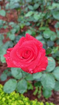 雨上がり、深紅の薔薇 雨上がり、深紅の薔薇 薔薇,バラ,ローズの写真素材