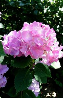 あじさいの花 12の写真