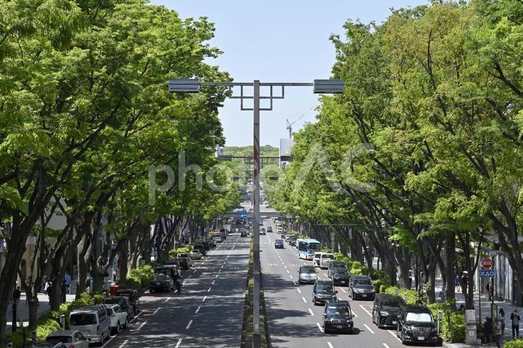 表参道　新緑のケヤキ並木 明治神宮参道,道,表参道の写真素材