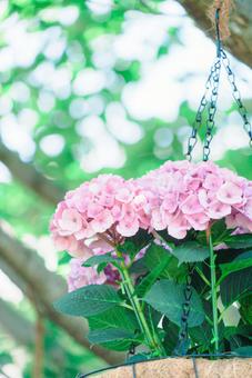 紫陽花 紫陽花の写真
