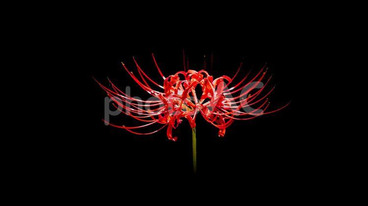 赤色の「彼岸花」 彼岸花,ヒガンバナ,お彼岸に咲くの写真素材
