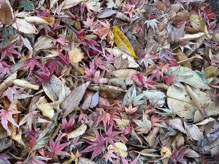 落ち葉と枯れ葉 もみじ,赤い,外の写真素材