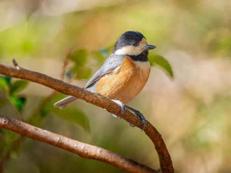 枝にとまるヤマガラ 枝にとまるヤマガラ ヤマガラ,野鳥,鳥の写真素材