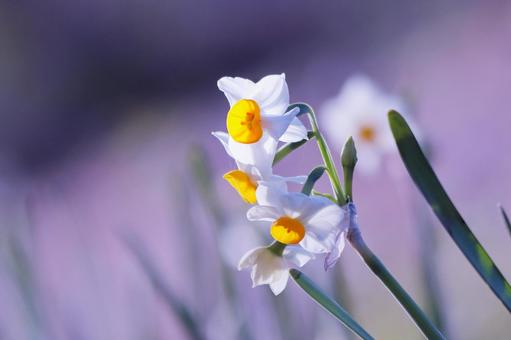 春に咲く美しい水仙 春に咲く美しい水仙 スイセン,花,水仙の写真素材