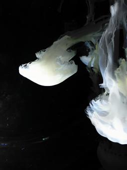 サムクラゲ サムクラゲ サムクラゲ,クラゲ,名古屋港水族館の写真素材