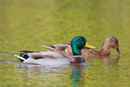 泳ぐマガモの雄と雌 マガモ,真鴨,鴨の写真素材