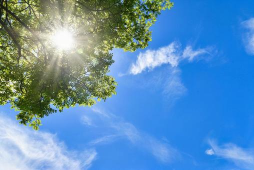 夏の日差し 夏の日差し 太陽,新緑,光の写真素材