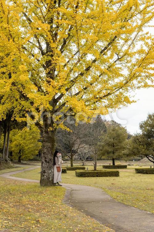 イチョウと女性とチワワ チワワ,秋,紅葉の写真素材
