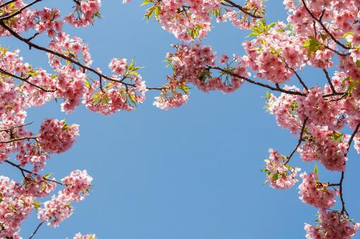 青空に映える満開の河津桜 桜,河津桜,春の写真素材