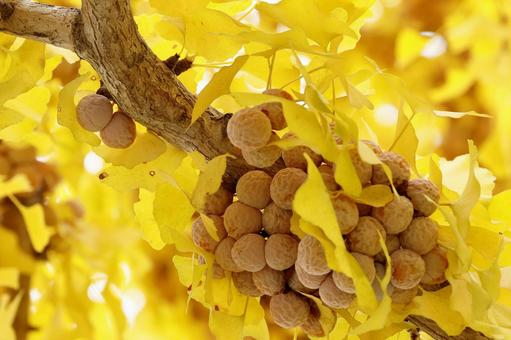 イチョウと銀杏 イチョウ,銀杏,紅葉の写真素材