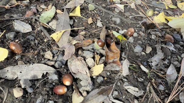 どんぐりの実と落ち葉 ドングリ,木の実,公園の写真素材