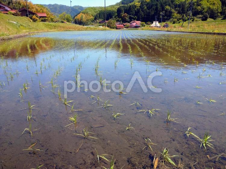 水田の風景 稲,水田,田園の写真素材
