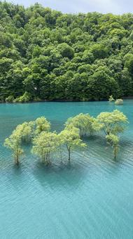 水没林 水没林の写真