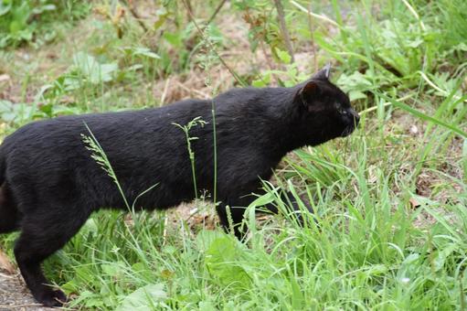 野良猫 猫,野良猫,屋外の写真素材