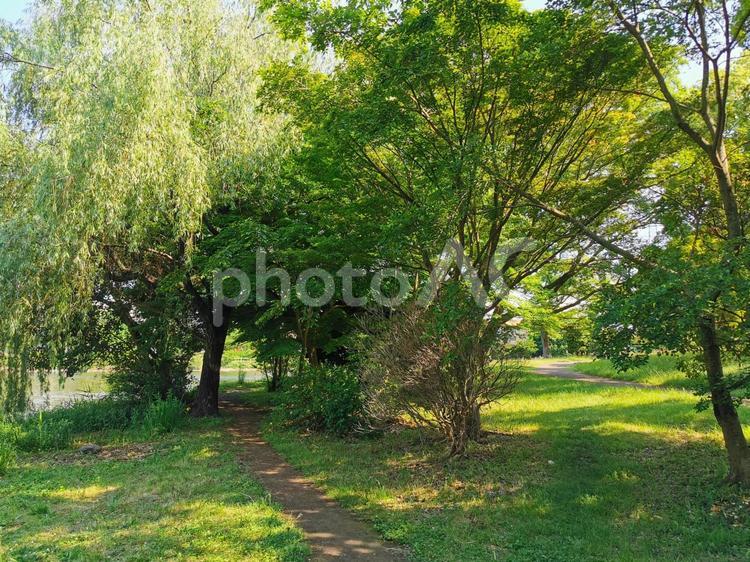 緑あふれる風景 自然,緑,木々の写真素材