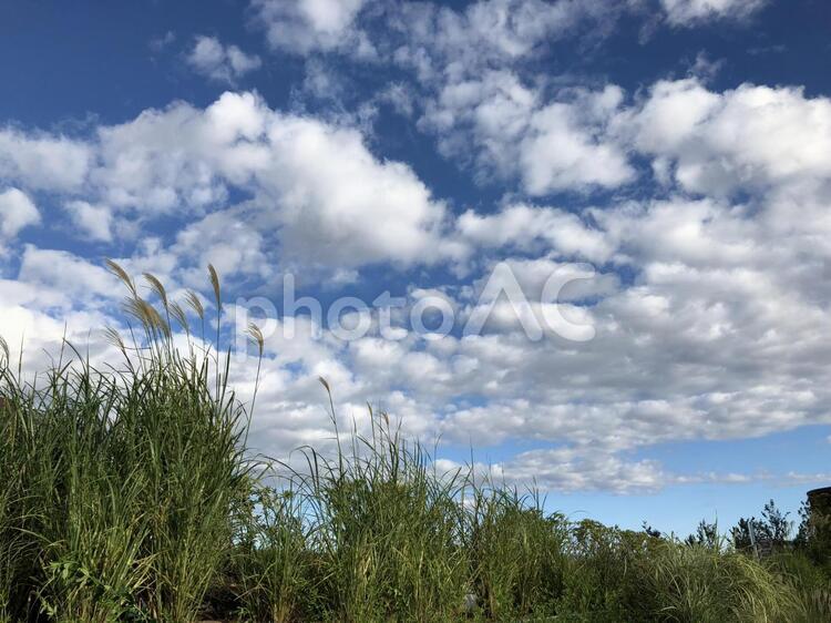 秋の始まりの空 夏の終わりの空  秋の空,白い雲,空の写真素材