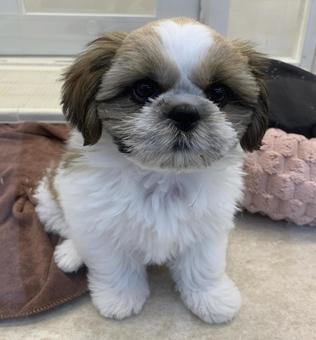 犬 シーズー 犬 シーズーの写真