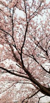 桜 桜の写真
