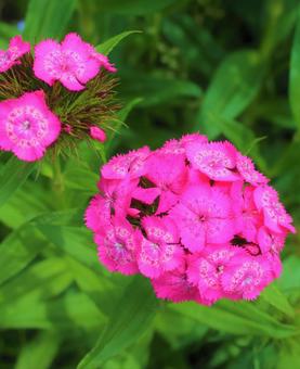 ピンクの花 ピンクの花の写真
