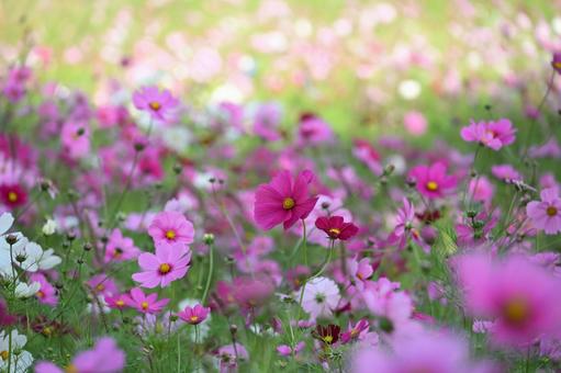 秋の風景 コスモス,秋桜,秋の風景の写真素材