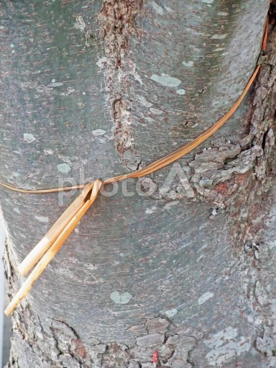 紐の巻かれた木 木,紐,樹の写真素材