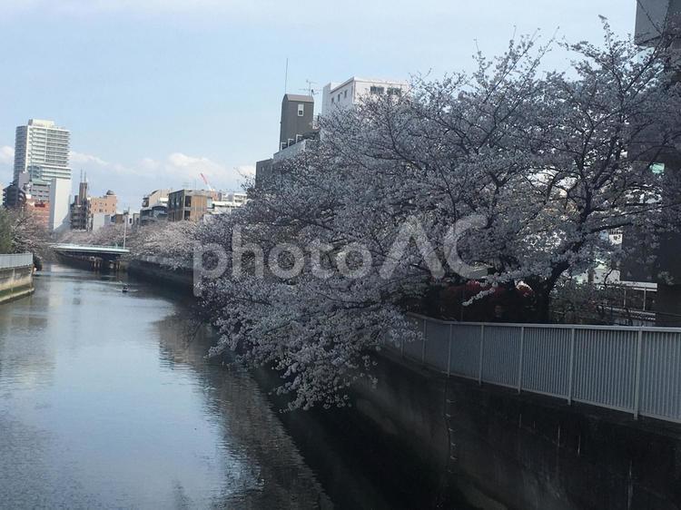 深川運河の桜並木 桜並木,深川,運河の写真素材