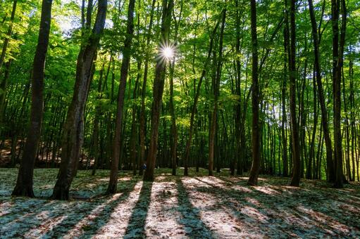 250508十日町市松之山美人林 新潟県,十日町市,松之山の写真素材