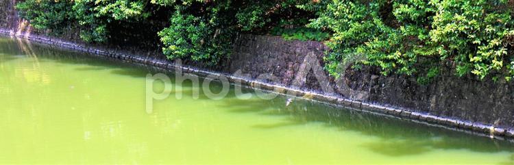 駿府城の石垣　お堀に飛ぶ鳥 石垣,駿府城,お堀の写真素材