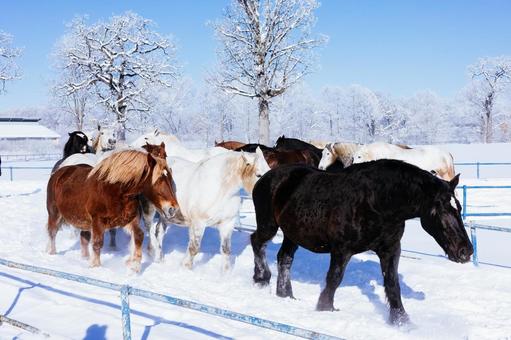 冬に走る馬の群れ 馬,冬,馬追いの写真素材
